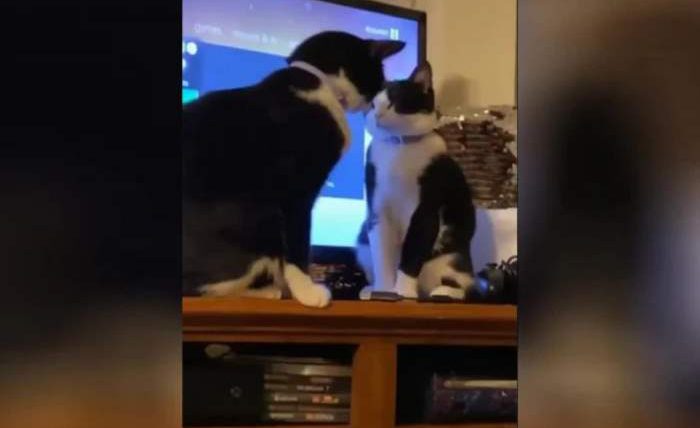 кошачья битва