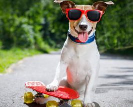 собака скейт