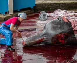убийство китов в японии