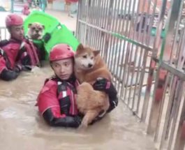 китай собаки наводнение