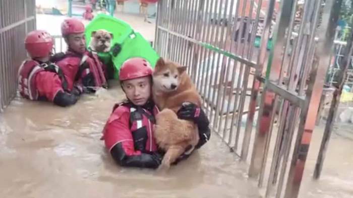 китай собаки наводнение