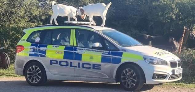 козы полицейская машина