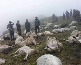молния непал овцы
