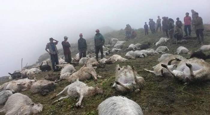 молния непал овцы
