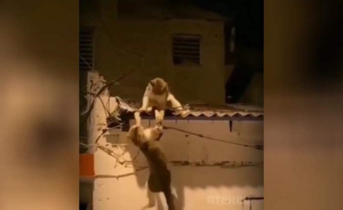 драка котов