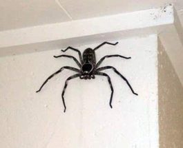 Австралия, паук,