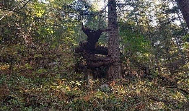 Винница, лес, рогатое чудовище,дерево,