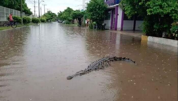 Мексика, крокодилы,