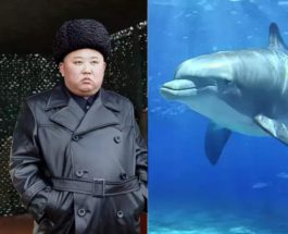 Северная Корея, КНДР, дельфины,