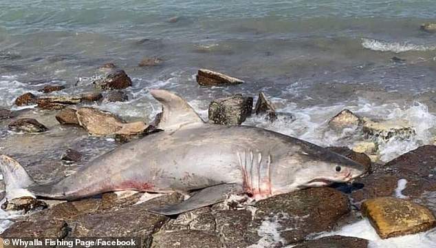 Австралия, мертвые акулы,