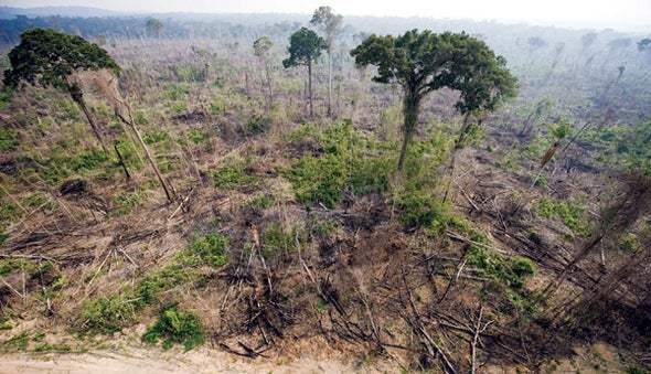 Амазонка, лес, вырубка лесов,