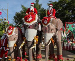Слоны, Санта Клаус, костюмы, Таиланд,