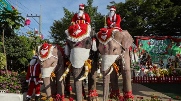 Слоны, Санта Клаус, костюмы, Таиланд,