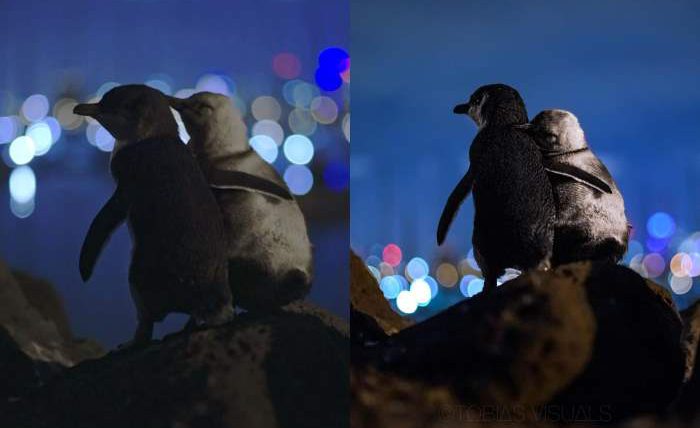 пингвины, Австралия,