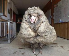 овца, стрижка, Австралия,