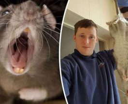 Крысы, Англия, Великобритания,