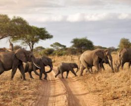 слоны африка