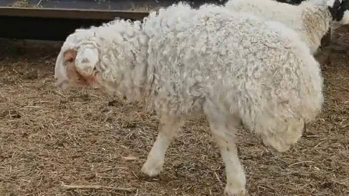 Овца-мутант