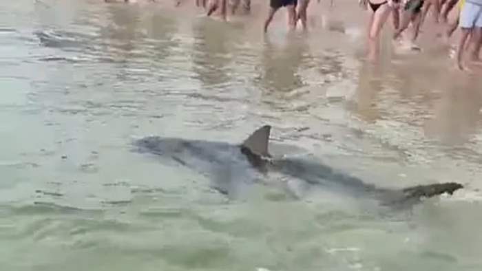 акула, Австралия,