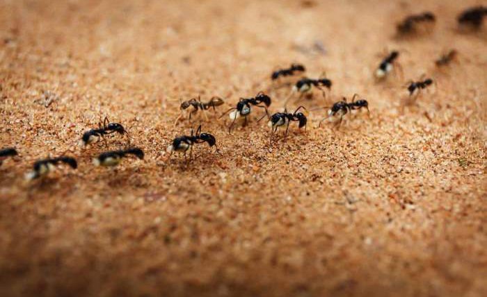 муравьи, социализация,