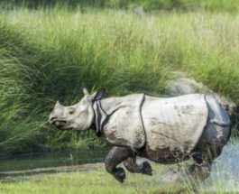 носороги, Непал, популяция,