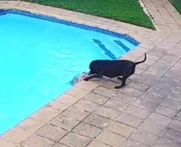 собака, бассейн,