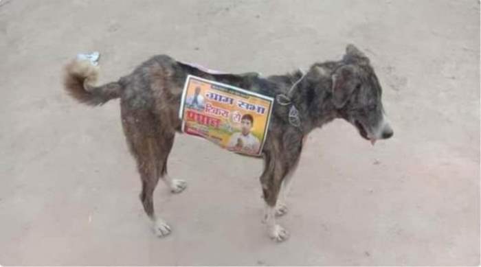 собаки, Индия, выборы, бродячие собаки,