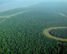 Амазонка, леса, легкие Земли, загрязнение,