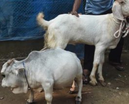Корова, маленькая корова, Бангладеш,