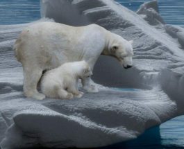 белые медведи, арктический лед,