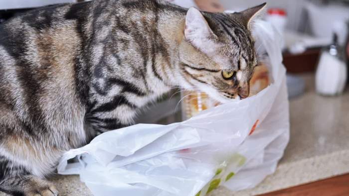 кошка, пластик, пакет, полиэтилен,