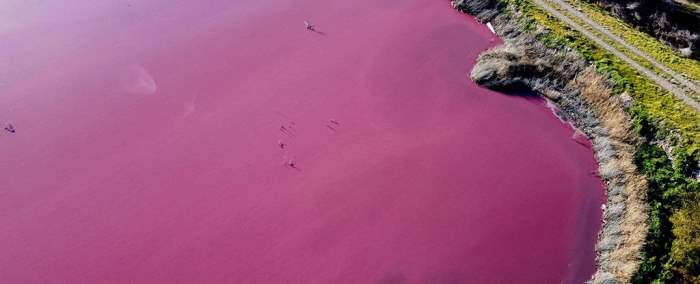 лагуна, Аргентина, ярко-розовый цвет,