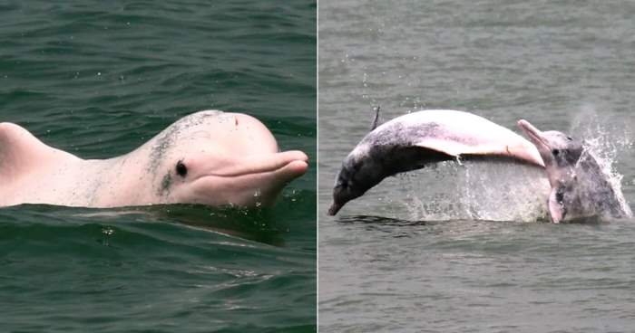 Вьетнам, розовый дельфин,