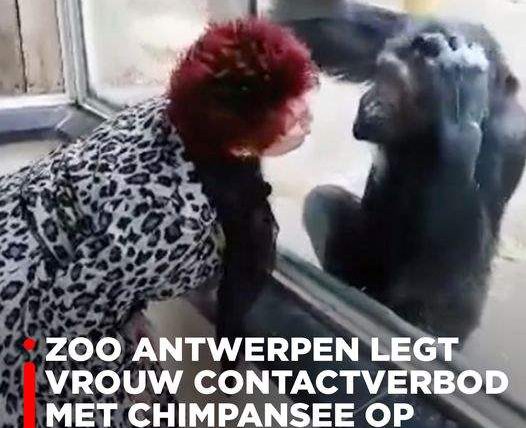 Шимпанзе, Антверпен, зоопарк,
