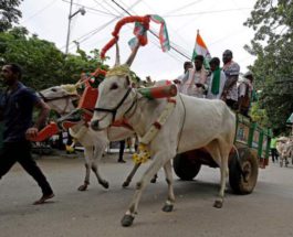 Индия, протест, бычьи телеги,