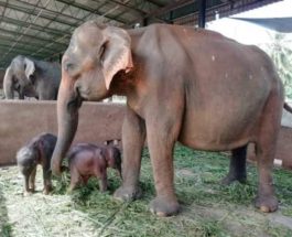 Слоны-близнецы, Шри-Ланка,