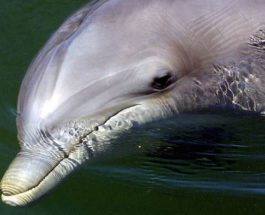 дельфин, Луизиана, наводнение,