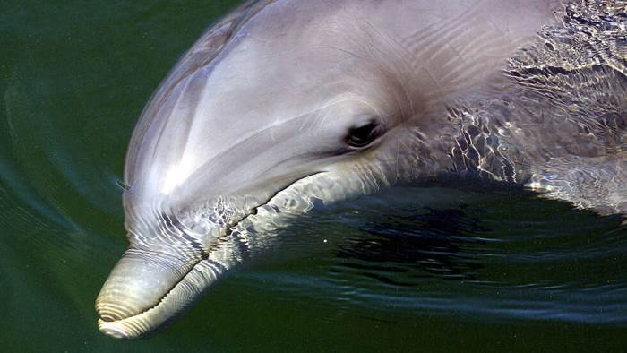 дельфин, Луизиана, наводнение,