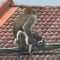 обезьяна, Малайзия, щенок,