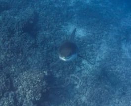 Гавайский дайвер, большая белая акула,