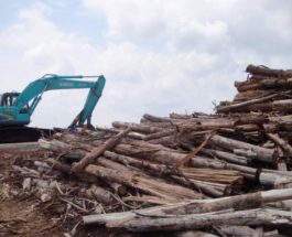 Индонезия, климат, вырубка лесов,