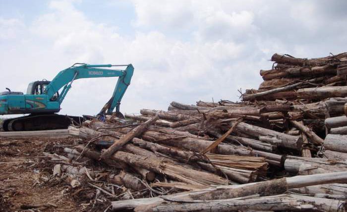 Индонезия, климат, вырубка лесов,