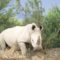 Руанда, Южная Африка, белые носороги,