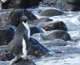 пингвин, Адели, Новая Зеландия,