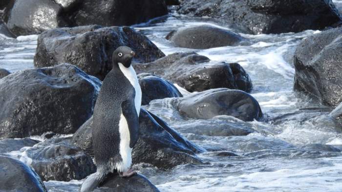 пингвин, Адели, Новая Зеландия,