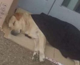 Собака, больница, Аргентина,