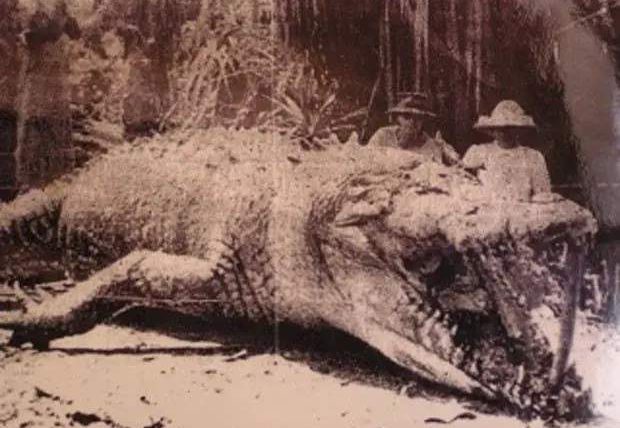 крокодил, Австралия, Кристина Павловски,