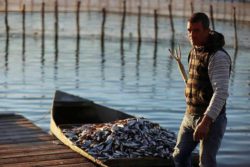 Тысячи рыб погибли от холода на северо-западе Греции