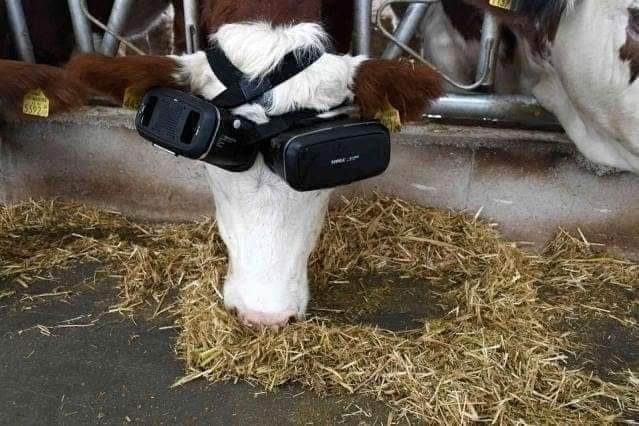 коровы, Турция, VR, фермер,