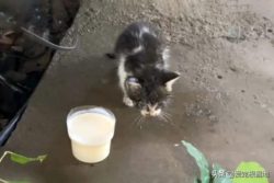 Мать-кошка «подкинула» котенка людям, чтобы они его накормили